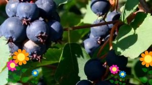 Ирга (Мартин). Краткий обзор: Ирга описание характеристик, где купить саженцы