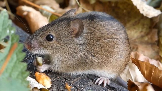 wood mouse in thought, filmed on panasonic fz82, лесной мышонок в раздумьях смотреть онлайн