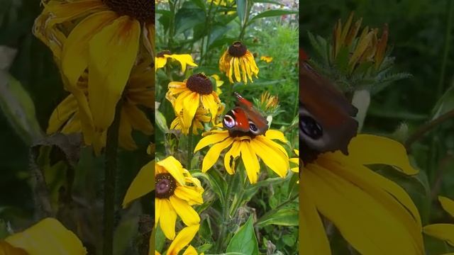 Бабочка павлиний глаз смотреть онлайн