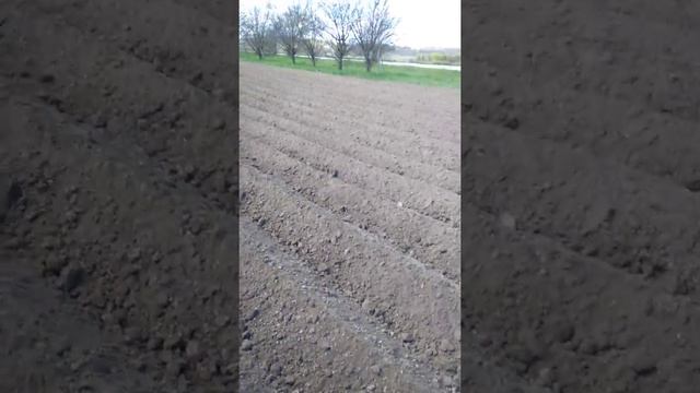 посадка картошки самодельной картофелесажалкой. смотреть онлайн