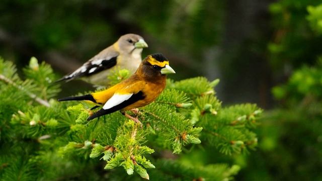 Пение птиц (Звук пения лесных птиц в высоком качестве) | (1 Час) смотреть онлайн