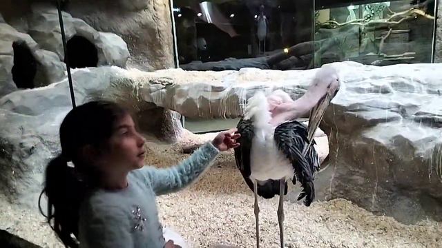 в зоопарке смотреть онлайн