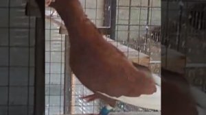 Адана - Турецкие пикирующие голуби