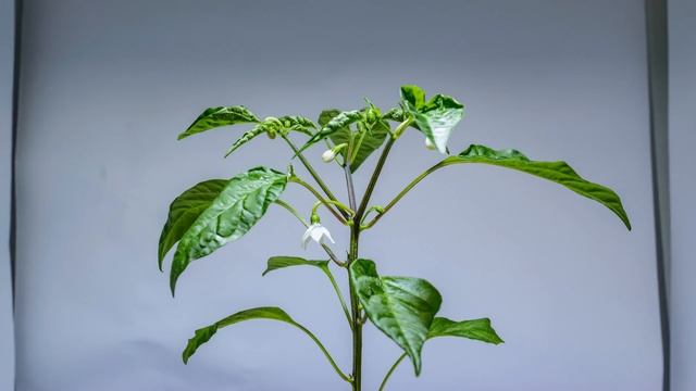 ? Chilli plant growing from seed to yellow fruit (3 months) - time lapse [4K] смотреть онлайн