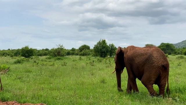 Африканское сафари. Тарангири. Львы, слоны, жирафы. смотреть онлайн