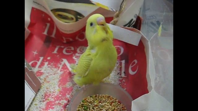 Imbecco a mano cocoriti - Melopsittacus undulatus breeding смотреть онлайн
