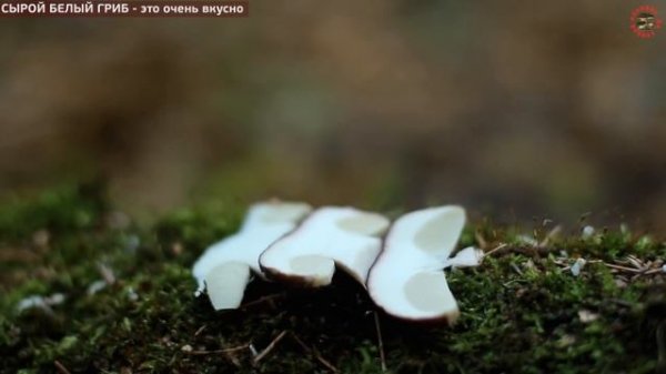 Сырой белый гриб - это очень вкусно! www.grib.tv