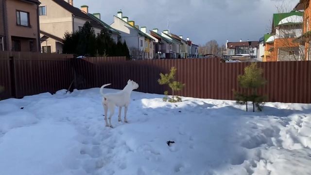 Аргентинский Дог Вита, 2.5 года смотреть онлайн
