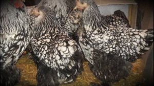 Кохинхин, порода домашних кур описание