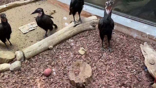Кафрские рогатые вороны устроили пенную вечеринку смотреть онлайн