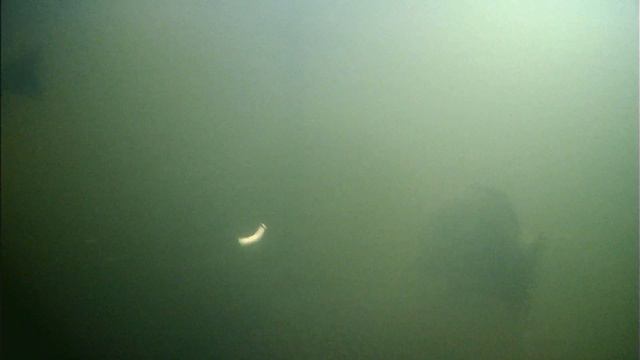 Учусь ловить форель на маггот.Способы насаживания маггота.