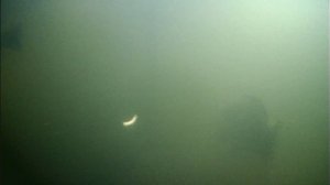 Учусь ловить форель на маггот.Способы насаживания маггота.