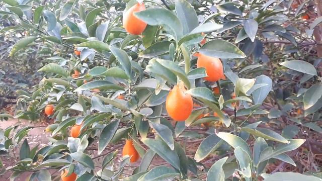 Orangequat tree – grow, care & eat (Nippon orangequat) смотреть онлайн