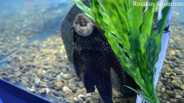 Pterygoplichthys Gibbiceps