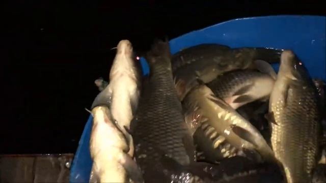 28/07/18 Зарыбление карпом основного водоема Савельево-2 смотреть онлайн