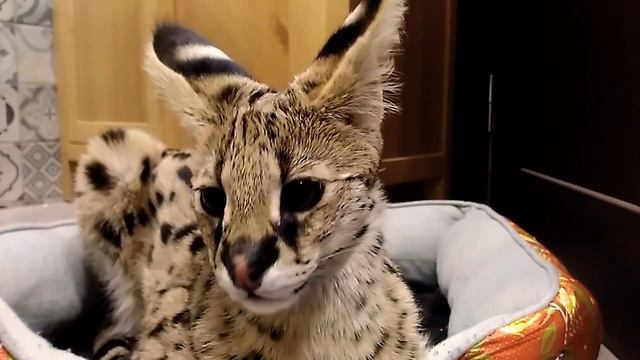 Красивый сервал смотреть онлайн