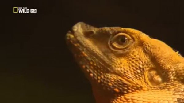 Aussie most dangerous animals - S01E01