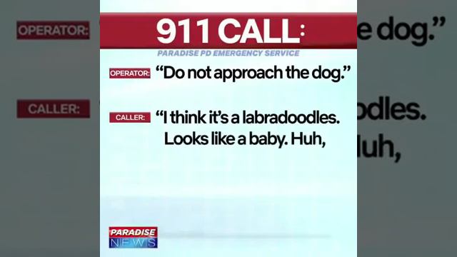 Guy calls 911 over “Rabid dog” in his house смотреть онлайн