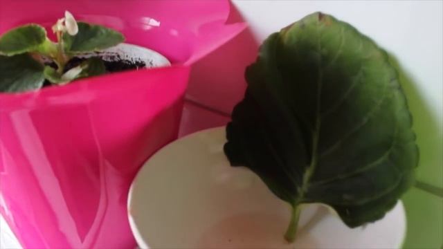 РАЗМНОЖЕНИЕ ГЛОКСИНИИ #ГЛОКСИНИЯ_3_Часть #СИНИНГИЯ #РАЗМНОЖЕНИЕ_ГЛОКСИНИИ ЛИСТАМИ #oldenburgru#41 смотреть онлайн