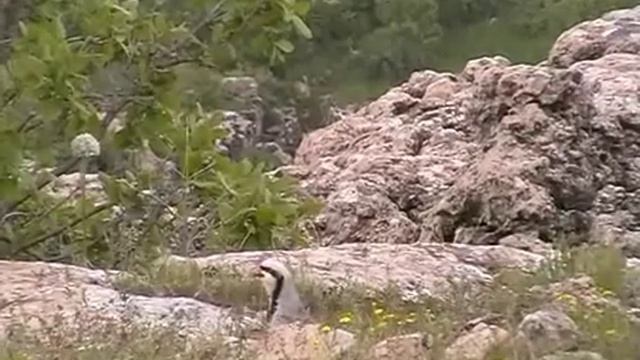 ловушка на курапатке смотреть онлайн