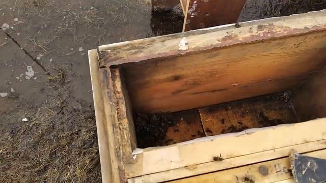 Весенняя ревизия слабых семей. 04.04.2022 г. Кыштовка смотреть онлайн