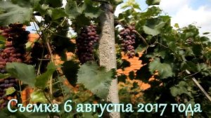 Виноград  Юпитер Кишмиш (grapes kishmish Jupiter (USA)