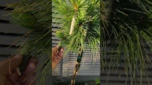 Сосна Шверина Wiethorst на штамбе. Особенности роста.