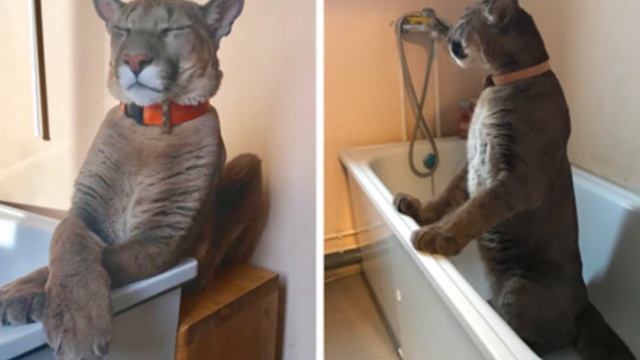 Домашняя пума. Хищник в квартире или большая киса у вас дома! смотреть онлайн