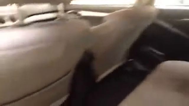 2010 Toyota Matrix Manual | Charlesglen Toyota | Toyota Calgary смотреть онлайн