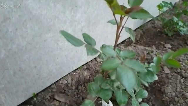 Подкормка роз весенней посадки. смотреть онлайн