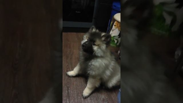 Щенок Кеесхонд/Вольфшпиц - 2 мес. Продаётся! Серебряный Амулет Вольфред! Саратовская область смотреть онлайн
