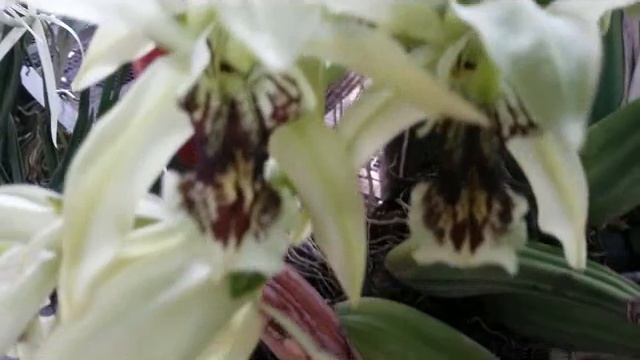 Update - Brassavola Little Stars & Coelogyne asperata - 2 fragrant orchids смотреть онлайн