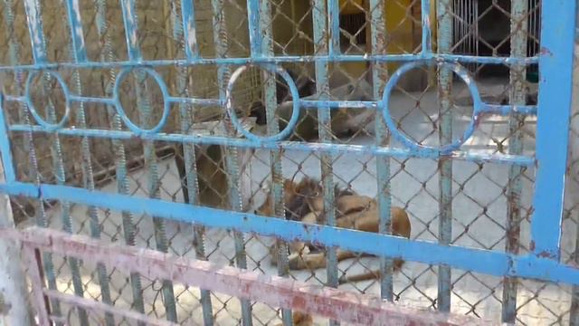 Влог Часть 2 #Алиса в ЗООПАРКЕ Ставрополь кормит и смотрит животных и птичек смотреть онлайн