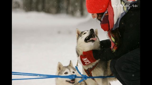 vip-dog.ru Катания на хаски. Катания на собаках. Катания на собачьих упряжках. смотреть онлайн