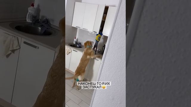 наконец то я их застукал смотреть онлайн