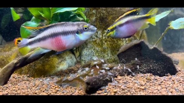 Очень красивая карликовая цихлида - Пельвикахромис Пульхер
