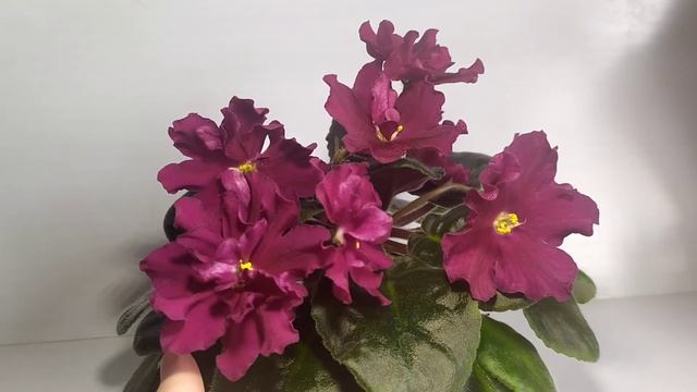 ЛЕ-Вега смотреть онлайн