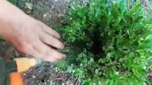 Спасаем самшит от гусеницы-огневки.  Проверенное средство.   15 июля 2022 г.