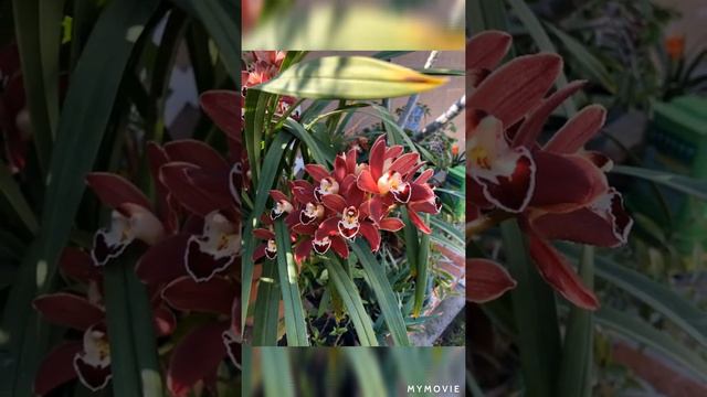 Cymbidium Orchids смотреть онлайн