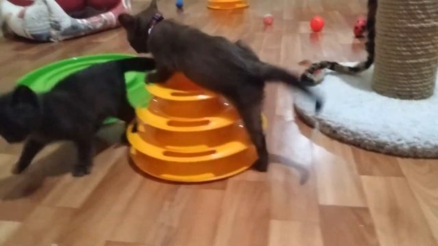 Бурманские котята смотреть онлайн