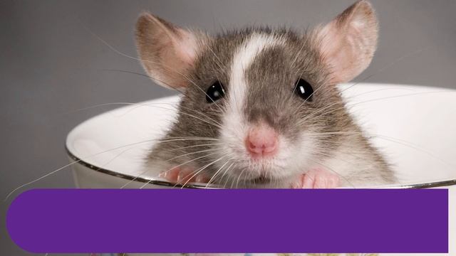 Брошенный кот сидел на холоде с запиской, в которой кто-то просил не трогать его… смотреть онлайн