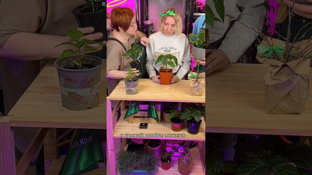 КОРОННЫЙ ЦВЕТОК У ПЕРЦЕВ - УДАЛЯТЬ ИЛИ НЕТ? смотреть онлайн