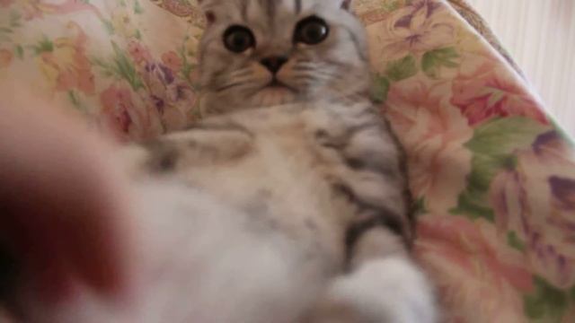 Злая вислоухая кошка по имени Плюша!?! смотреть онлайн