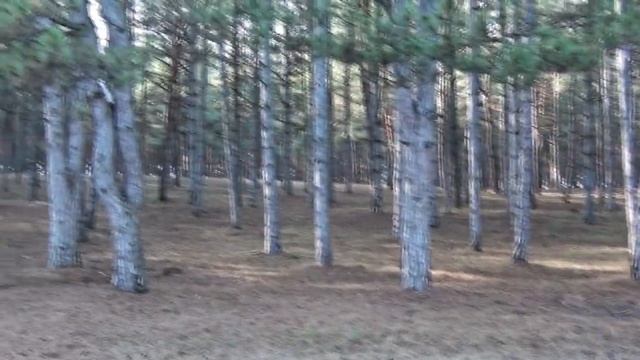 Сосновый лес. Зимняя прогулка по лесу. Нашли грибы смотреть онлайн