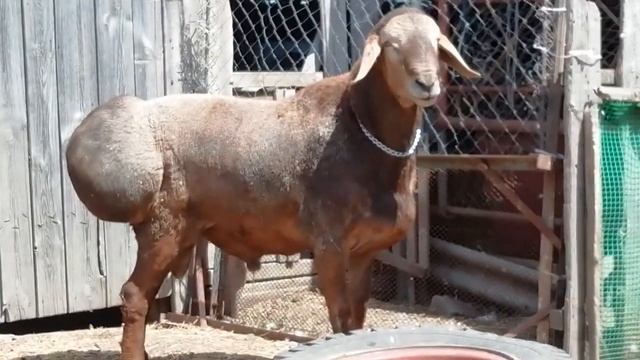 Баран гиссарской породы 3 года смотреть онлайн