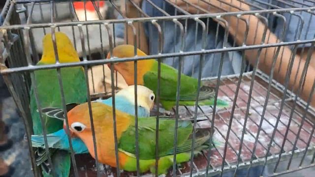 Vlog238 GreenOpaPosRedFactor?BlueOpaPosDunFallow?TCB Parakeets? GoldianFinch?Malabon Pet Market?? смотреть онлайн
