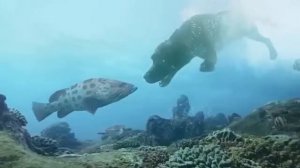 Собаки плавают под водой