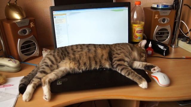 Коты тоже летают во сне смотреть онлайн