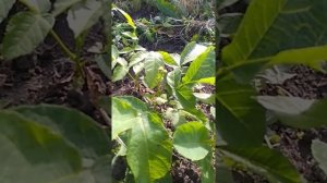 цветение однолетнего саженца карликового грецкого ореха