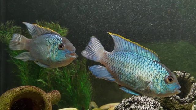Nannacara blue neon (Наннакара блю неон / электрик блю). смотреть онлайн